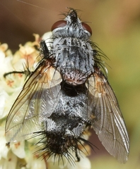 Rhamphina rectirostris