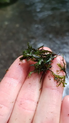 Fissidens rigidulus