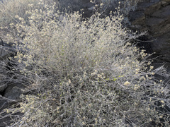 Brickellia desertorum