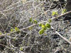 Brickellia desertorum