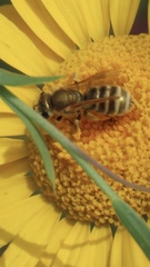 Halictus tumulorum