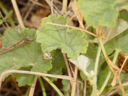 Malvella sherardiana, photograph 3