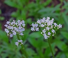 Valeriana capitata