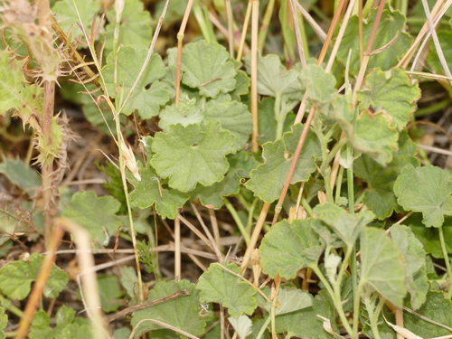 Malvella sherardiana, photograph 2