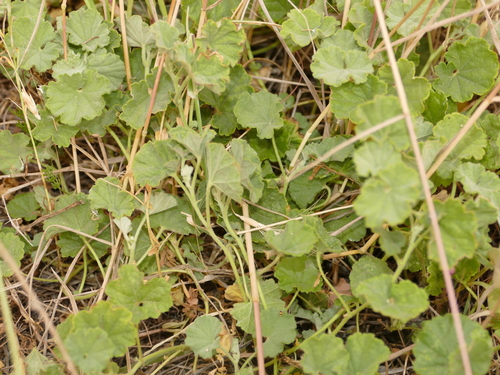 Malvella sherardiana, photograph 4