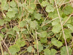 Malvella sherardiana