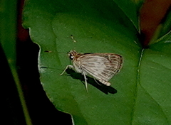 Callimormus juventus