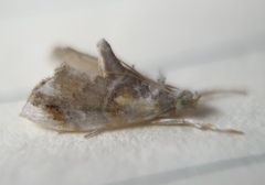 Glaphyria basiflavalis