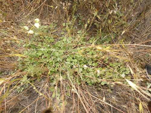 Malvella sherardiana, photograph 5