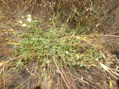 Malvella sherardiana