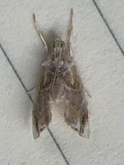 Glaphyria basiflavalis