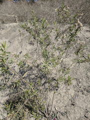 Baccharis salicifolia