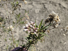 Baccharis salicifolia