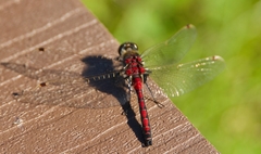 Leucorrhinia borealis