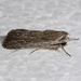Lantana Stick Moth - Photo (c) David G. Barker, some rights reserved (CC BY-NC), uploaded by David G. Barker