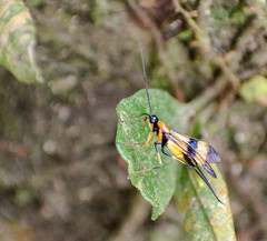 Hiranetis braconiformis