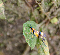 Hiranetis braconiformis