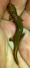Eurycea aquatica