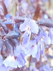 Bowdichia virgilioides