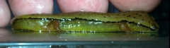 Eurycea aquatica