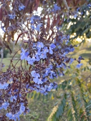 Bowdichia virgilioides