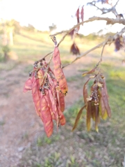 Bowdichia virgilioides