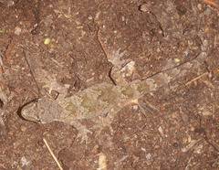 Mokopirirakau southern north island