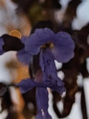 Bowdichia virgilioides