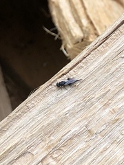 Phasgonophora sulcata