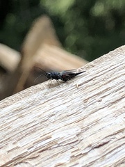 Phasgonophora sulcata