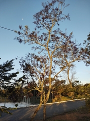 Bowdichia virgilioides