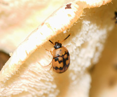 Diaperinae