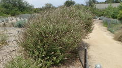 Malacothamnus clementinus