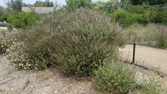 Malacothamnus clementinus