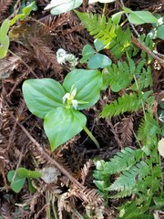 Trillium ovatum ovatum
