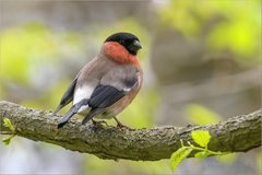 Pyrrhula pyrrhula griseiventris