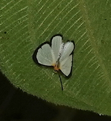 Chimastrum argentea argentea