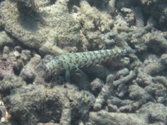 Parapercis millepunctata