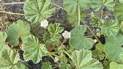 Malva neglecta