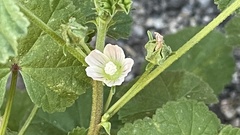 Malva neglecta