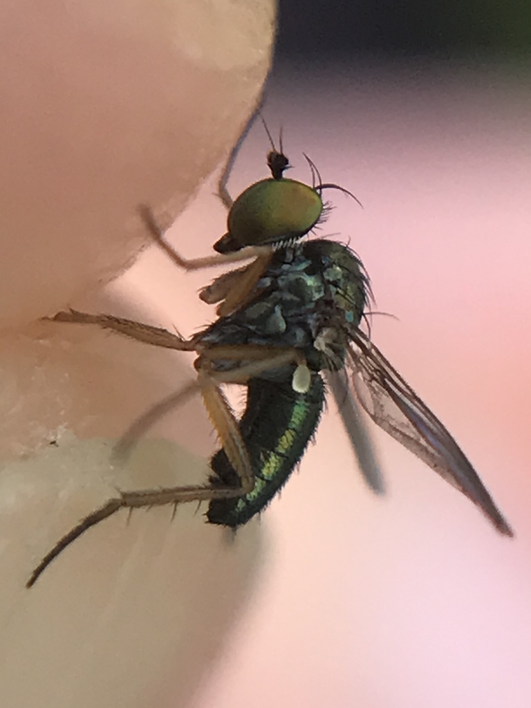 Chrysotus neglectus
