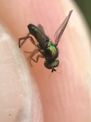 Chrysotus neglectus