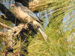 Aphelocoma ultramarina