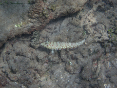 Parapercis millepunctata
