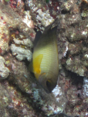 Chrysiptera unimaculata