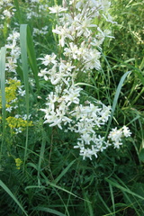 Clematis lathyrifolia