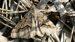 Frederickia s-signata