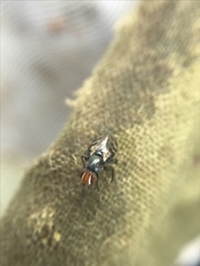 Herina lugubris