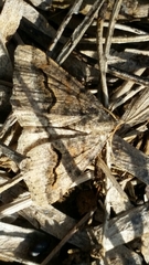 Frederickia s-signata