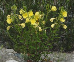 Oenothera oehlkersi